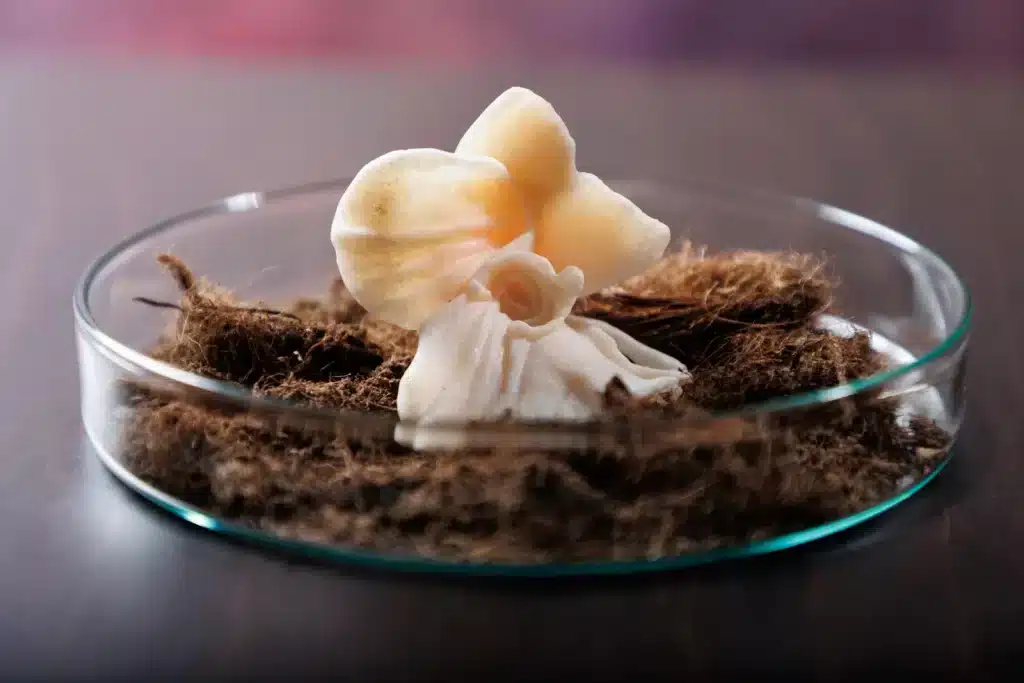 “Indomita Purezza II” 2025, Pink marble, glass and soil / marmo rosa, vetro e terriccio, cm. 7 x 6 x 2